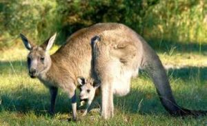 Ed Boks and kangaroos