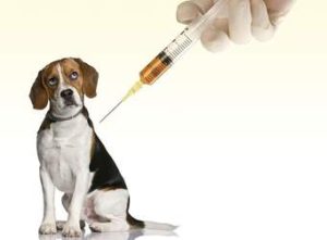 Ed Boks and animal testing